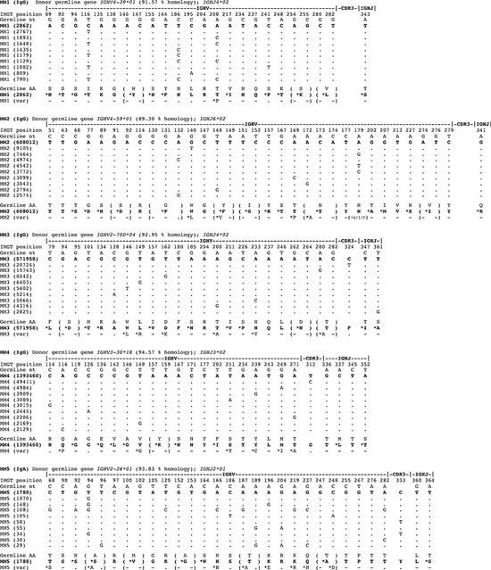 Marked intraclonal variation in tumor-derived IGHV gene sequences in MM.