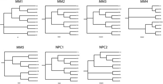 Phylogenetic trees delineating hierarchical derivation of clonally related IGHV gene sequences in MM and in normal plasma cells in the bone marrow.