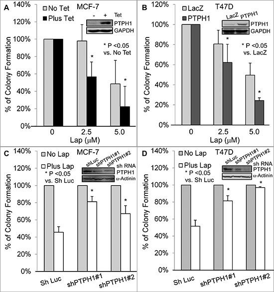 PTPH1 confers breast cancer cell sensitivity to lapatinib (Lap).