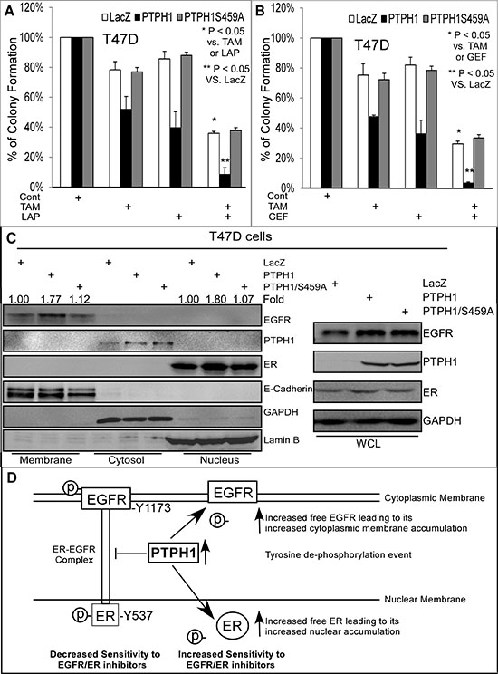 PTPH1 expression sensitizes breast cancer cells to a combined therapy of TKIs with anti-estrogen in association with increased cytoplasmic membranous EGFR and nuclear ER accumulation.