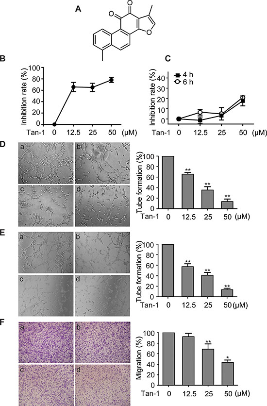 Tanshinone-1 (Tan-1) inhibits the tube formation and migration of endothelial cells.