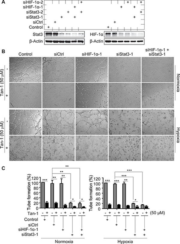 Effects of Stat3 and/or HIF-1&#x03B1; downregulation on the tube-formation inhibition of tanshinone-1 (Tan-1) in HMEC-1 cells.