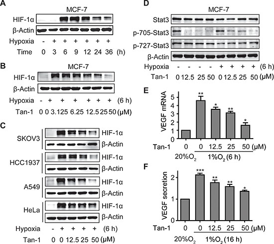 Tanshinone-1 (Tan-1) reduces the levels of HIF-1&#x03B1; and p-705-Stat3 and decreases the mRNA level and protein secretion of VEGF in hypoxic tumor cells.