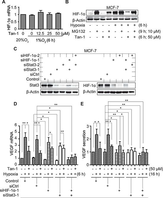 Downregulation of HIF-1&#x03B1; and Stat3 alleviates the reduction of VEGF mRNA and protein secretion induced by tanshinone-1 (Tan-1) in hypoxic MCF-7 cells.