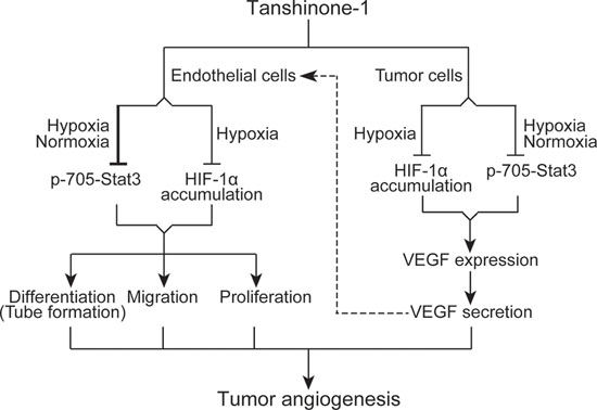Schematic presentation of possible mechanisms by which tanshinone-1 inhibits tumor angiogenesis.