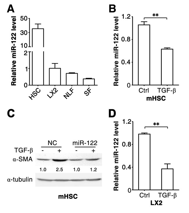 miR-122 decreases in the TGF-&#x3b2;-stimulated HSCs.