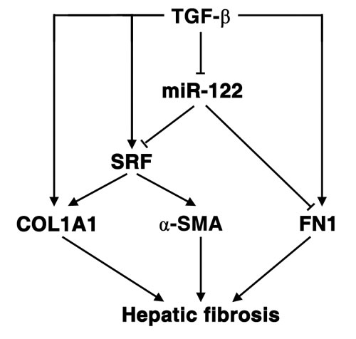 Schematic overview on the TGF-&#x3b2;-miR-122-FN1/SRF signaling cascade and its implication in hepatic fibrogenesis.