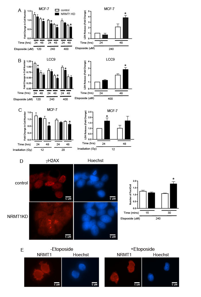 NRMT1 loss promotes sensitivity to double-strand DNA breaks.