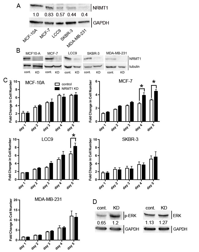 NRMT1 knockdown promotes growth of ER positive breast cancer cell lines.