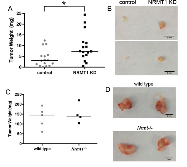 Cell autonomous NRMT1 depletion increases tumor growth