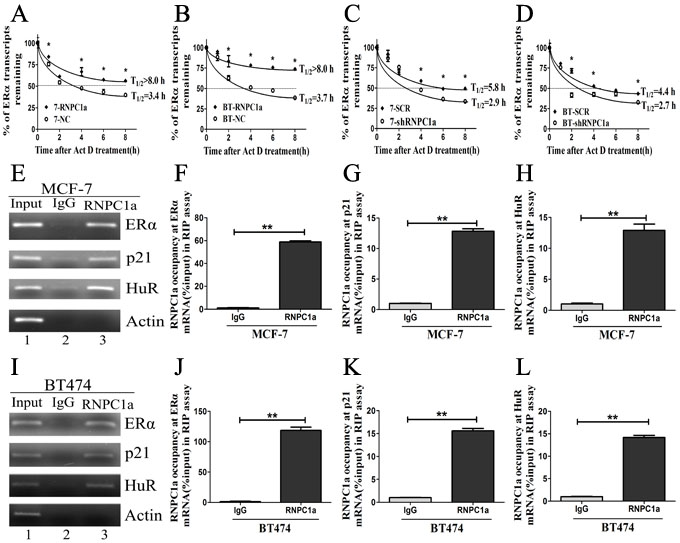 RNPC1 could bind to ER&#x3b1; transcript and enhance its stability.