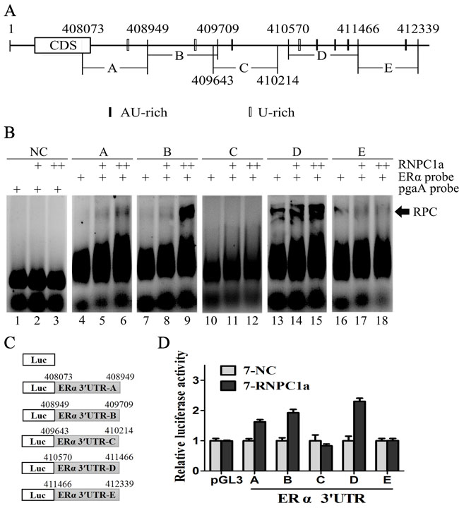 Multiple regions in the ER&#x3b1; 3&#x2019;UTR were bound by RNPC1 and responsive to RNPC1.