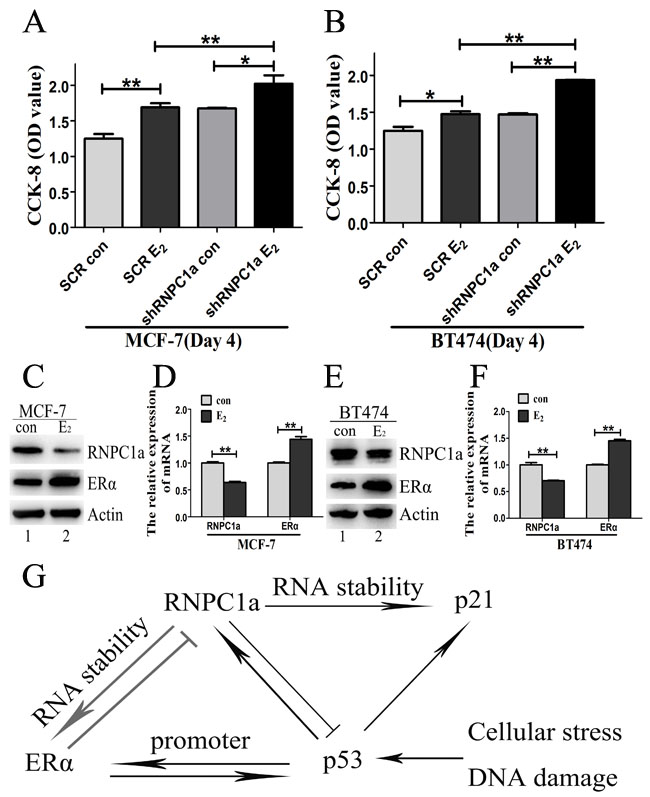 Estrogen reduced the expression of endogenous RNPC1.
