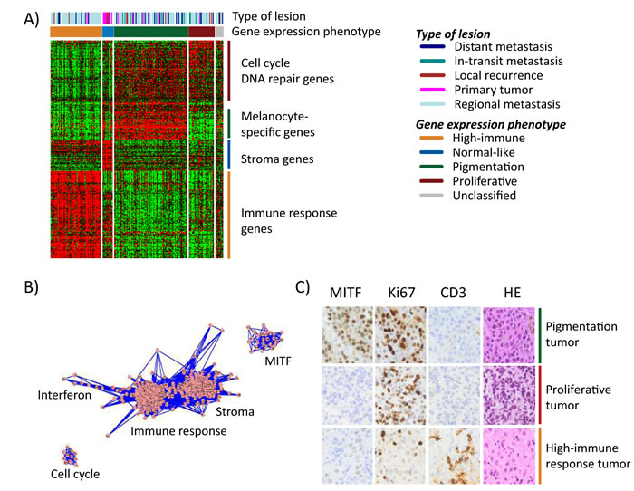 Gene expression phenotypes in melanoma.