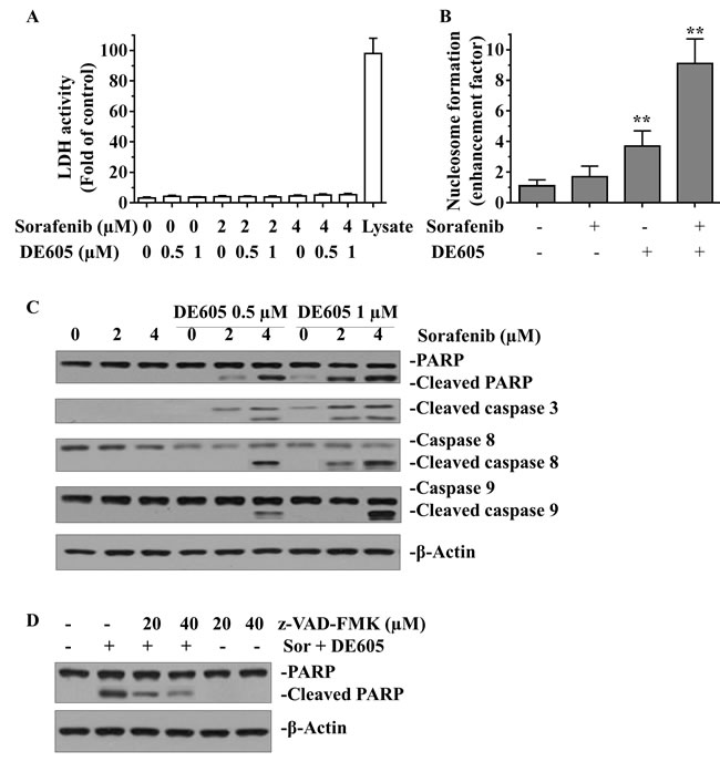 Effect of sorafenib plus DE605 on LDH activity, nucleosome formation and the apoptosis-related proteins in PLC/PRF/5 cells.