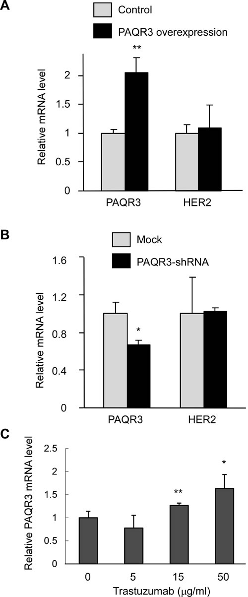 Inhibition of HER2 elevates PAQR3 expression in SKBR3 cells.
