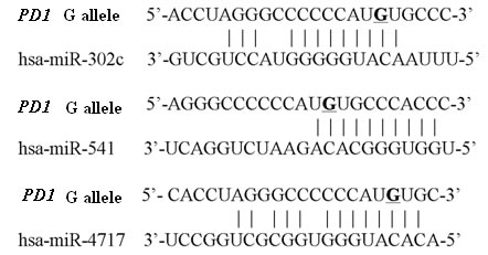 Predicted miRNAs putatively bining the 3&#x2019;UTR of PD1 mRNA with rs10204525 allele G.