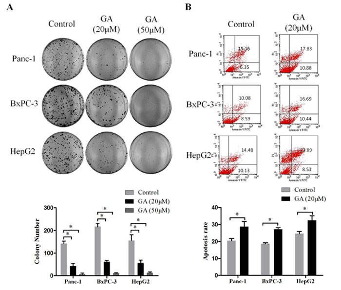 GA treatment inhibits the clone formation and induces apoptosis of cancer cells.