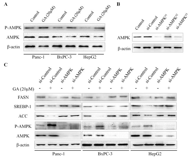 GA inhibits the expression of lipogenic genes via activating AMPK signaling.