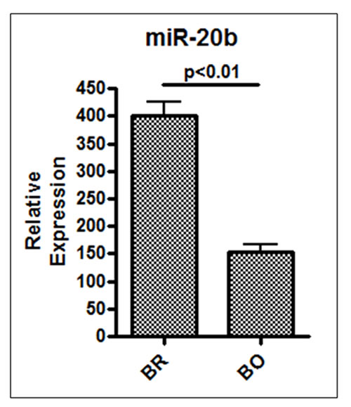 Relative expression of miR-20b in brain vs.