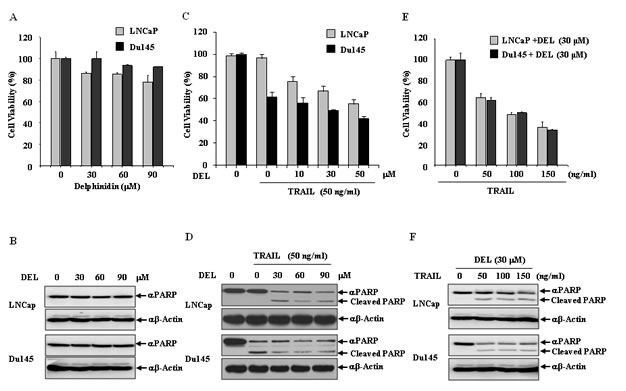 Delphinidin sensitizes LNCaP and Du145 cells with TRAIL-mediated apoptosis.