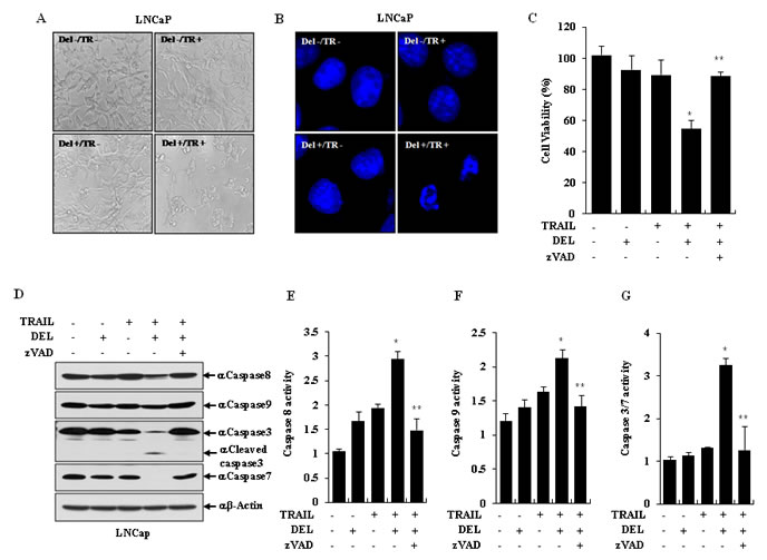 TRAIL and delphinidin induces apoptosis via activation of caspases in LNCaP cells.