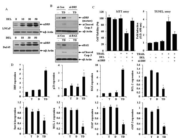 TRAIL and delphinidin activate DR5 expression and intrinsic apoptotic pathway.