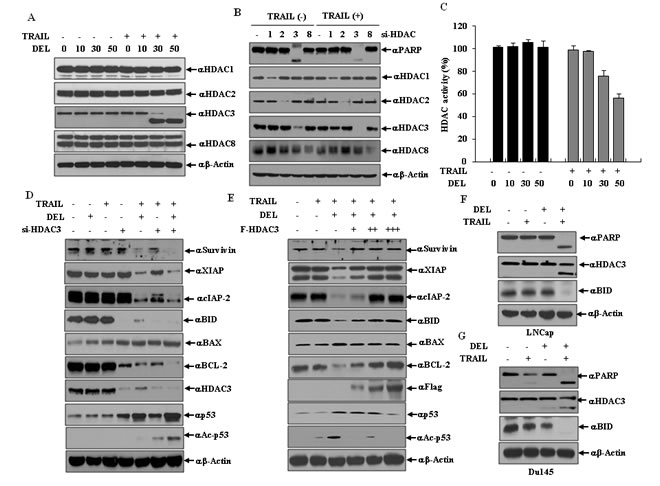 HDAC3 cleavage contributes to the regulation of apoptosis-related proteins on co-treatment delphinidin and TRAIL.