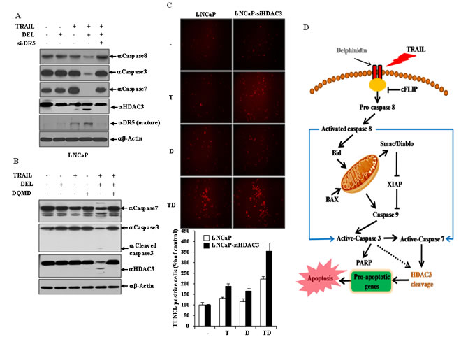 HDAC3 cleavage is regulated by DR5-mediated effector caspases activation in the delphinidin-induced sensitization of TRAIL-mediated apoptosis.