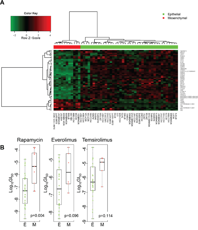 Sensitivity to rapamycin and analogs in epithelial and mesenchymal cell lines.