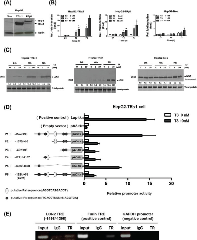 T3 regulates LCN2 mRNA and protein expression in HepG2 cells.