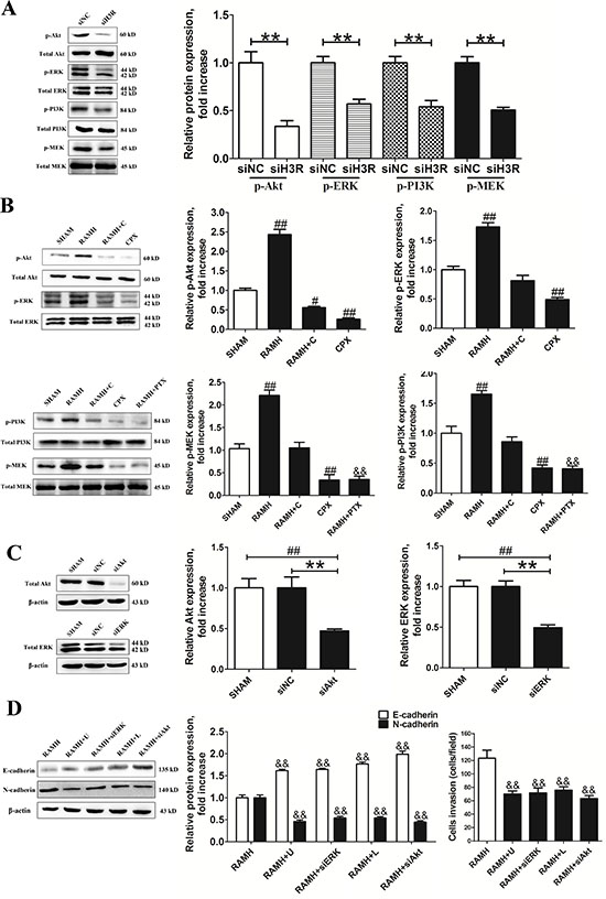 Inhibition of Akt/ERK by the siRNA or CPX suppressed RAMH-induced cell invasion or reorganization of the cadherin-household.