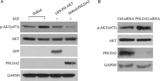 PHLDA2 inhibits AKT activation.