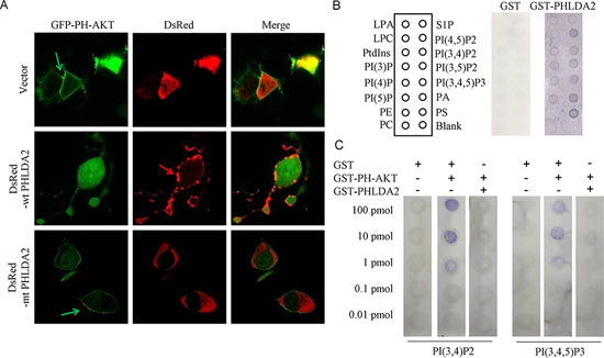 PHLDA2 interferes with AKT translocation to the plasma membrance and binding to PIP2 and PIP3.