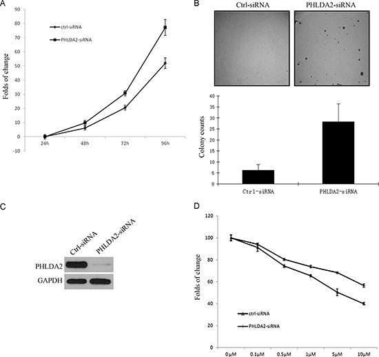 PHLDA2 suppresses lung cancer cell growth and increases lapatinib drug sensitivity.