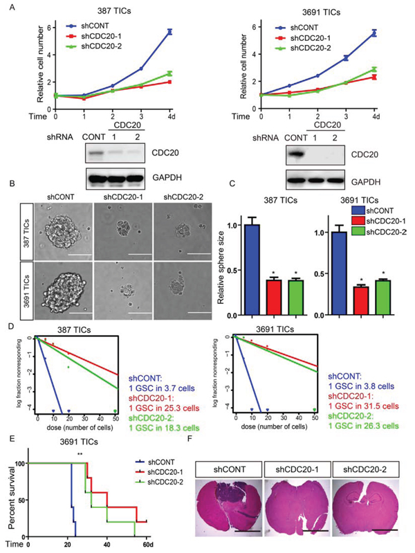 Targeting CDC20 by RNA interference decreases TICs growth, self-renewal, and tumor formation.