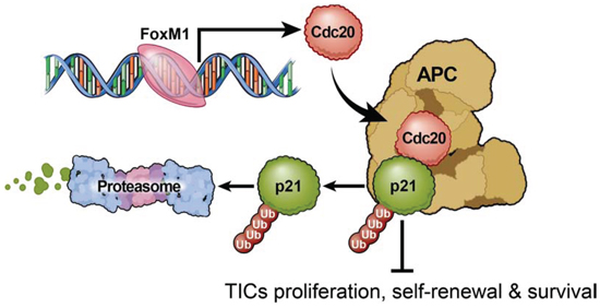 Proposed model of CDC20 function in tumor initiating cells.