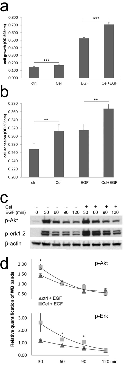 Celecoxib increases colon TAFs responsiveness to EGF.