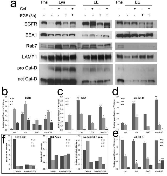 Celecoxib retards Cathepsin-D maturation in late endosomes, causing EGFR and Rab7 accumulation.
