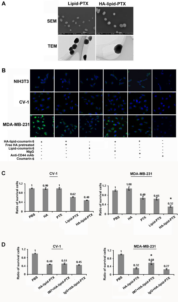 Activated CD44-mediated selective targeting of HA-coated nanoparticles (