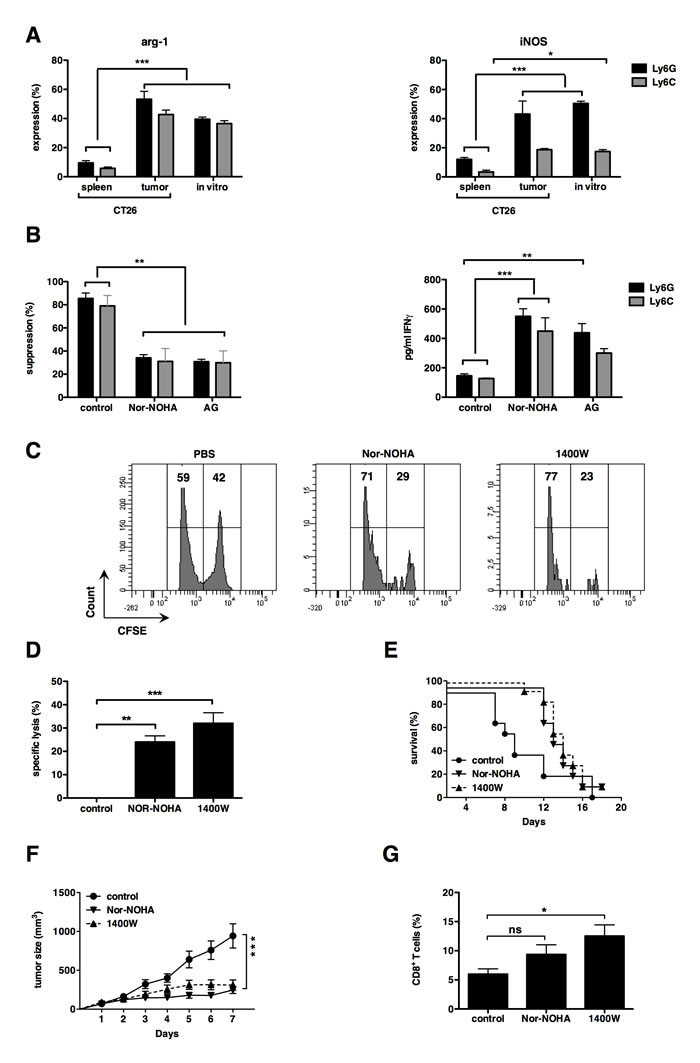 iNOS and arginase-1 can be used as targets to enhance cytotoxic T-cell responses.
