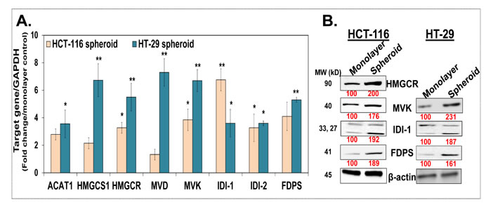 KP46 decreases mitochondrial protein content and mass