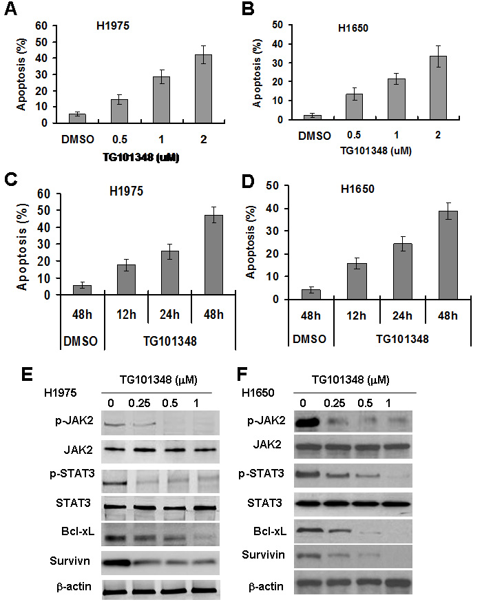 TG101348 induces apoptosis and inhibits JAK2/STAT3 signaling in NSCLC cells with EGFR-mutation.
