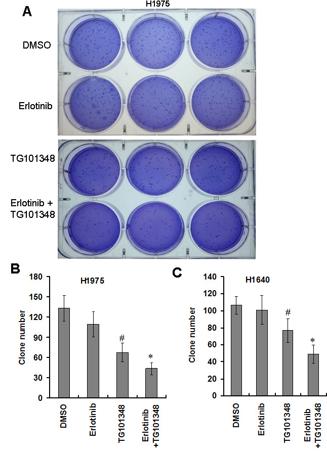 TG101348 inhibits colony formation of NSCLC cells.