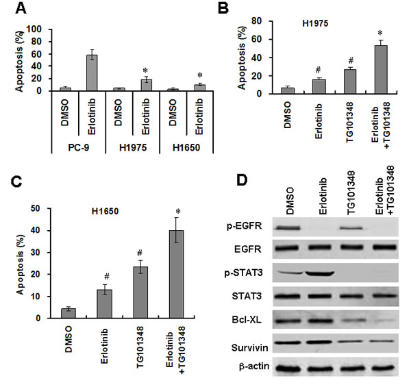 TG101348 enhances erlotinib-induced apoptosis in NSCLC cells.