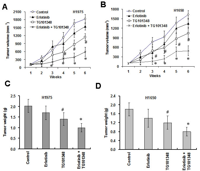 TG101348 potentiates the anti-tumor effect of erlotinib