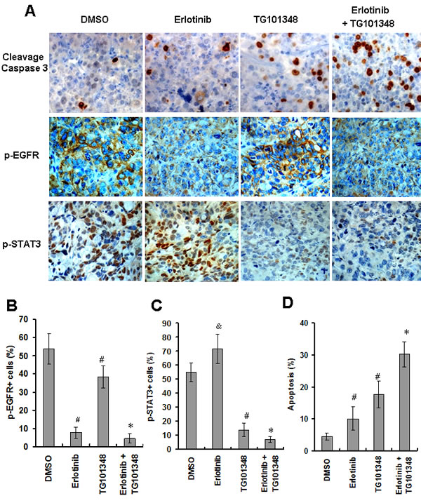 TG101348 enhances erlotinib-induced apoptosis and inhibition of gene expression