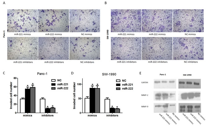 miR-221/222 promotes the invasion of pancreatic cancer cells.