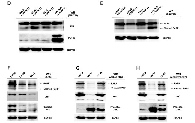 fig2b