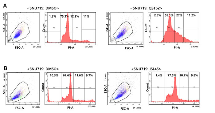 Effects of quercetin or isoliquiritigenin on cell cycle progress.